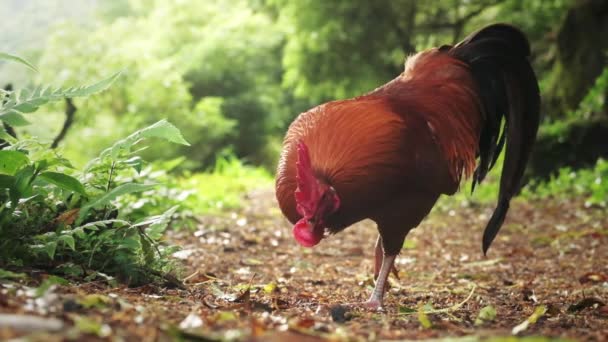 Gros Plan Coq Dans Forêt — Video