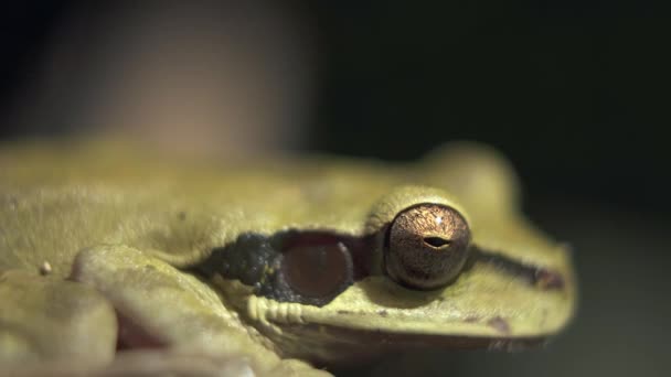 Zbliżenie Węża — Wideo stockowe