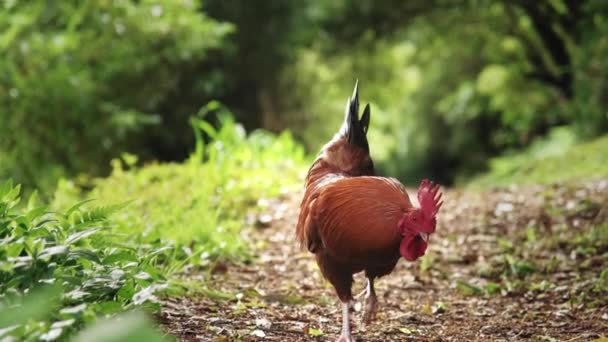 Gros Plan Coq Dans Forêt — Video