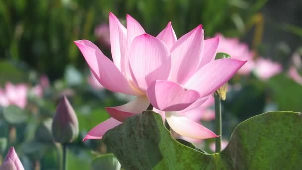 Pink Water Lilly Flowers Close — Stock Video