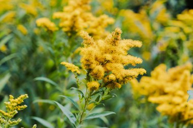 A closeup shot of goldenrods (Solidago) flowers in the meadow clipart