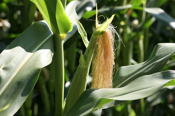 Maissi Kasvi Hedelmiä Maatilalla Pellolla — kuvapankkivalokuva