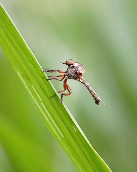 Macro Robber Fly Green Leaf — Stock Photo, Image