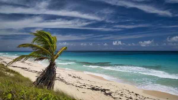 Lone Tree Ocean Side Stocking Island — Stock fotografie