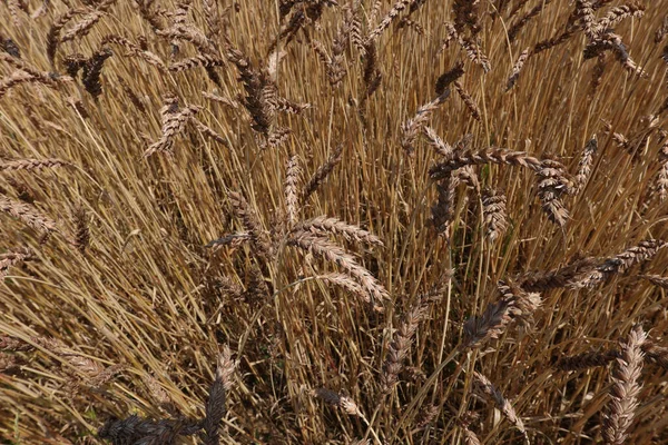 Золотое Ухо Пшеницы Поле — стоковое фото