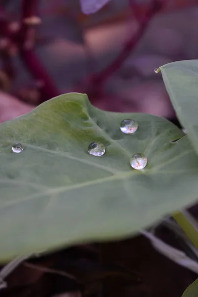 Vertical Shot Water Drops Plant — Stock Photo, Image