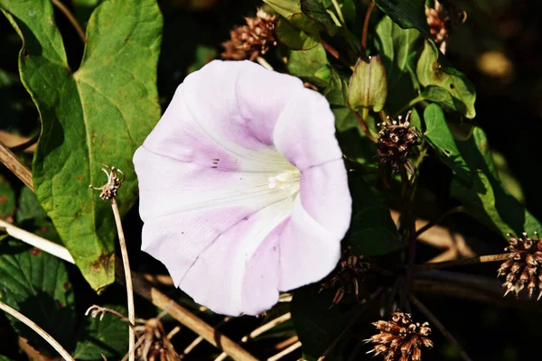 Primer Plano Una Floreciente Flor Tropical Blanca Mañana — Foto de Stock