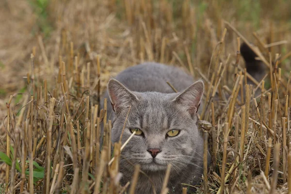 Eine Graue Hauskatze Auf Dem Feld Mit Gestutzten Strohhalmen — Stockfoto