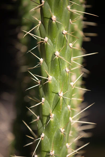 Gros Plan Épines Cactus Sur Fond Noir — Photo