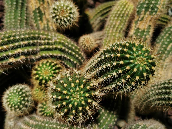 Närbild Vacker Kaktus Den Botaniska Trädgården Madrid Spanien — Stockfoto