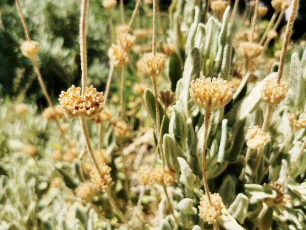 スペインのマドリードの植物園で異なる植物の眺め — ストック写真