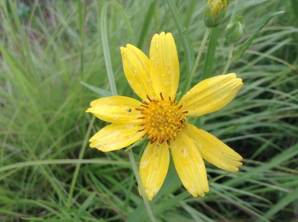 Tiro Close Uma Flor Arnica Montanha Amarela — Fotografia de Stock