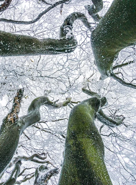 Niski Kąt Pionowy Strzał Drzew Pokrytych Śniegiem Zimie — Zdjęcie stockowe