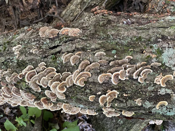 Een Schilderachtig Uitzicht Van Turkse Staart Paddestoelen Een Van Hout — Stockfoto