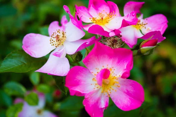 Une Mise Point Sélective Fleurs Rose Fleurs Dans Jardin — Photo