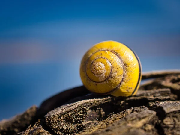 Une Belle Vue Sur Une Cochlée Jaune Sur Une Surface — Photo