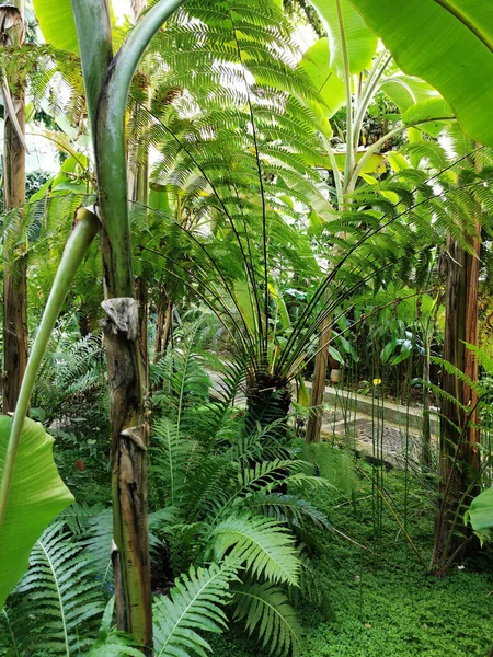 Uma Foto Vertical Uma Bela Vista Diferentes Plantas Jardim Botânico — Fotografia de Stock