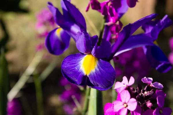 Цветущие Фиолетовые Колокольчики Саду — стоковое фото