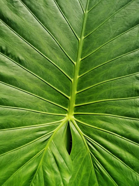 Vertical Closeupshot Huge Leaf Botanical Garden Madrid Spain — Stock Photo, Image