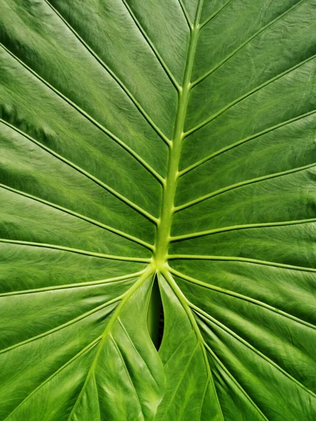 Eine Vertikale Nahaufnahme Eines Riesigen Blattes Botanischen Garten Madrid Spanien — Stockfoto