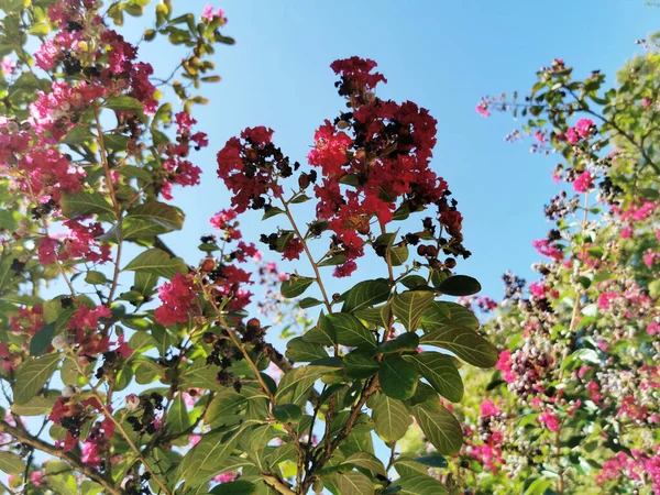 Une Belle Vue Sur Buisson Fleurs Roses Dans Jardin Botanique — Photo