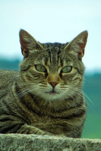 地面に黒い縞模様のかわいい猫の美しいクローズアップがぼやけている背景に横たわっています — ストック写真