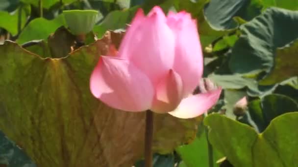 Flores Lírio Água Rosa Perto — Vídeo de Stock