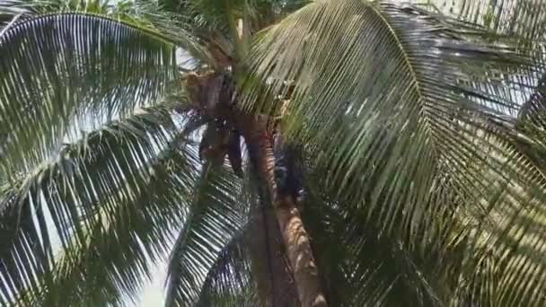 Pohon Palem Pantai Dengan Latar Belakang Alam — Stok Video