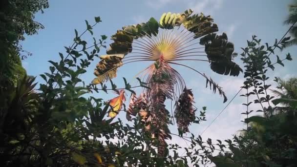 Schöne Botanische Aufnahme Natürliche Tapete — Stockvideo