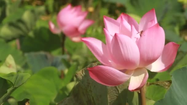 분홍빛 꽃봉오리 — 비디오