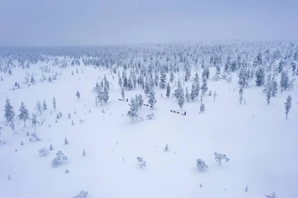 从空中俯瞰着成群的狗拖着雪橇穿过冬季的森林 在拉普兰骑哈士奇雪橇 — 图库照片