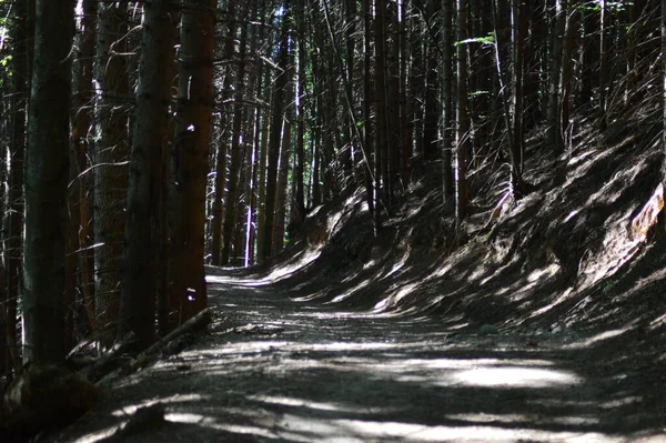Солнце Светит Сквозь Деревья Тропе Лесу — стоковое фото