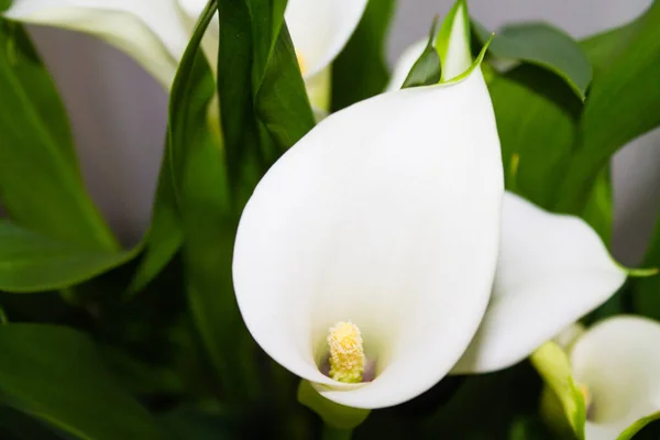 Blooming Calla Lily Flowers Garden — Stock Photo, Image