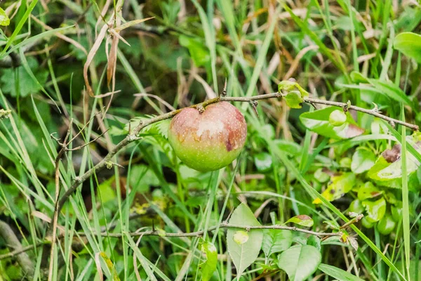 Uma Fruta Madura Ramo Uma Árvore Floresta Luz Sol — Fotografia de Stock