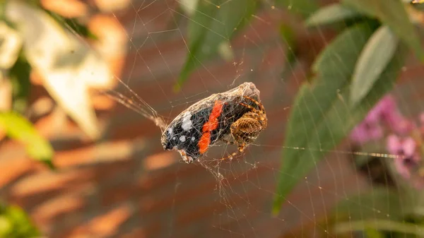 Jardin Orbe Tisserand Croix Araignée Manger Papillon Amiral Rouge Capturé — Photo