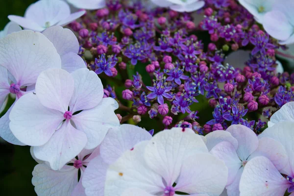 Цветущие Цветы Hydrangea Саду — стоковое фото