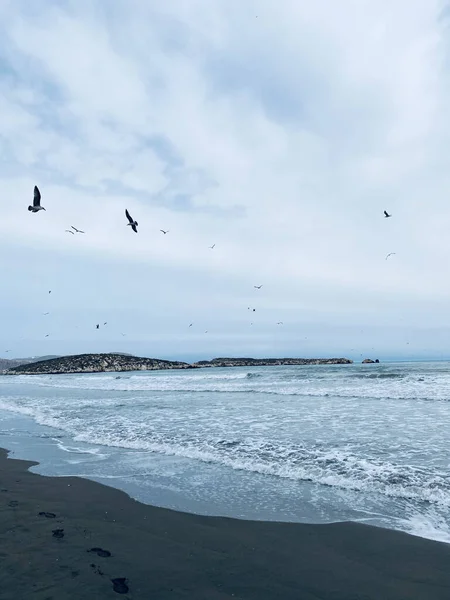 在摩洛哥Al Hoceima的Sfiha海滩上空飞行的海鸥 — 图库照片