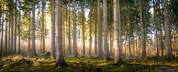 Güneş Işınları Ormandaki Ağaçların Arasından Görünüyor — Stok fotoğraf