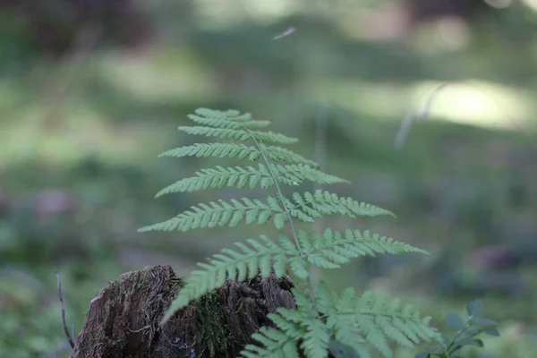 Primo Piano Ramo Albero Con Foglie Verdi Nella Foresta — Foto Stock