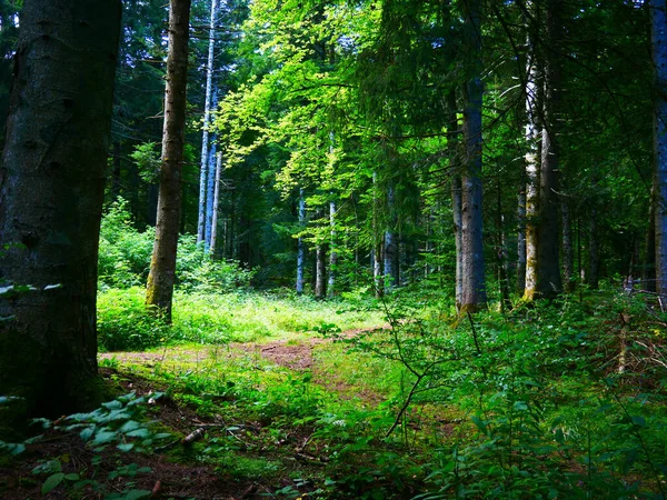 Fin Bild Skog Belägen Auvergne Centrala Frankrike — Stockfoto