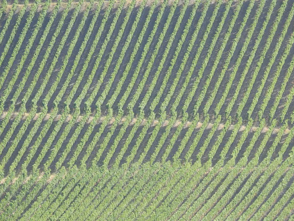 植林地の緑の列の空中ビュー — ストック写真