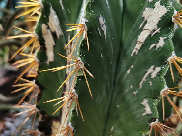 Ботанічному Саду Мадриді Іспанія Знімок Чудового Кактуса — стокове фото