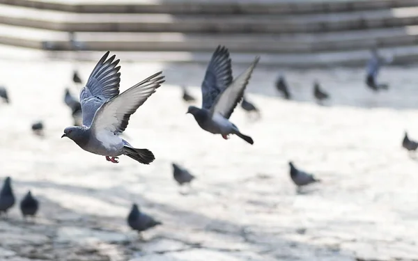 Selective Focus Flying Doves Park Blurred Background — Stock Photo, Image