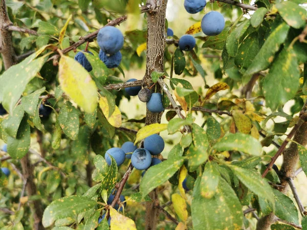 Close Ramo Blackthorn Guadalix Sierra Espanha — Fotografia de Stock