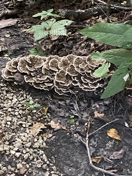 Een Schilderachtig Uitzicht Van Turkse Staart Paddestoelen Een Van Hout — Stockfoto