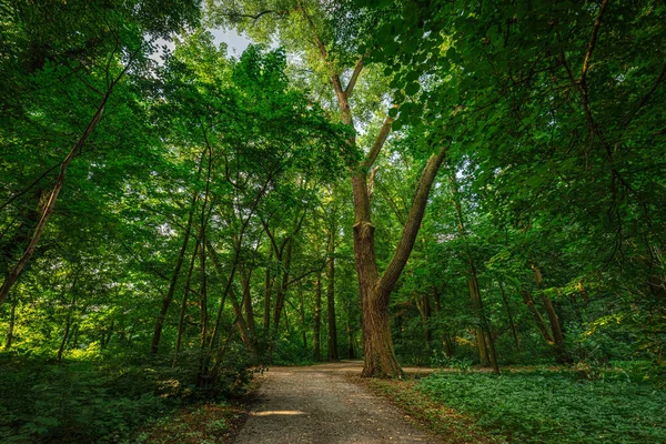 波兰的一个美丽的公园 绿树成荫 道路未铺好 — 图库照片
