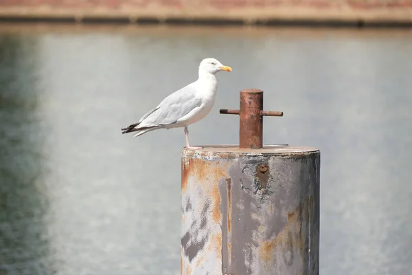 Seagull Larus Argentatus Sitting Rusty Marine Pole Harbor Wilhelmshaven Protection — Stock Photo, Image