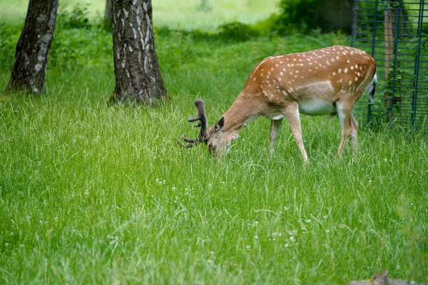 Vacker Fläckig Hjort Betar Den Gröna Skogen Djurliv — Stockfoto