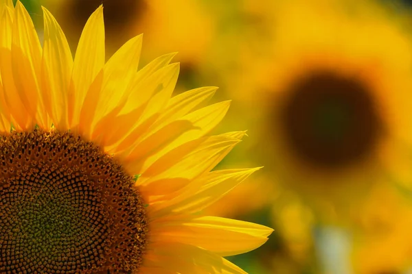 Colpo Fuoco Selettivo Girasole Nel Campo — Foto Stock