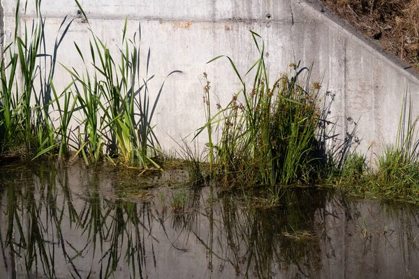 一张绿草的反光沼泽的特写照片 — 图库照片